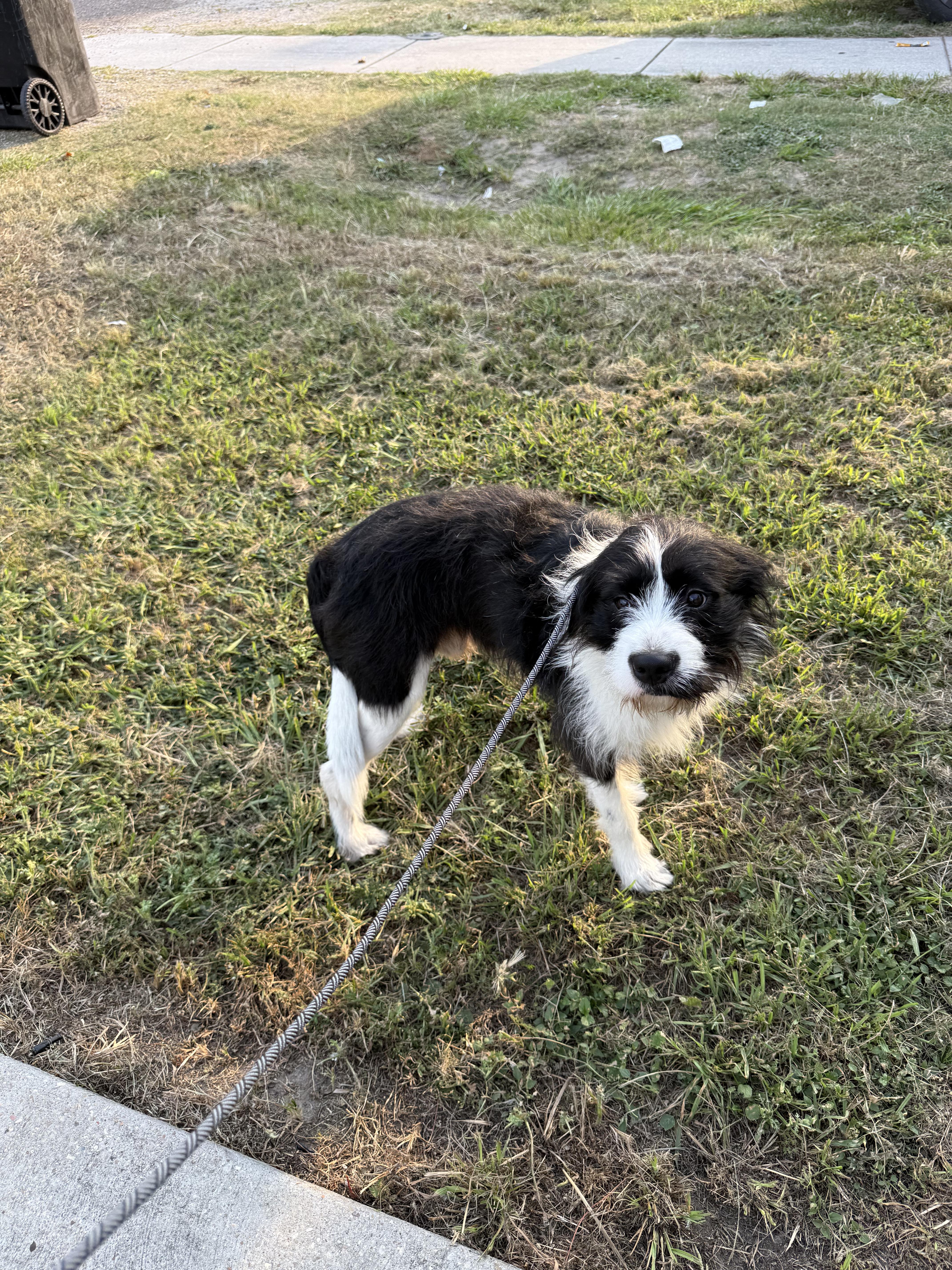 Enlarge Jeeves, a Adoptable Border Terrier in New Orleans, LA image 4/4