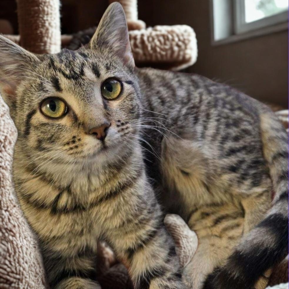 Enlarge Gravy, a Adoptable Domestic Short Hair in Greensburg, PA image 2/5