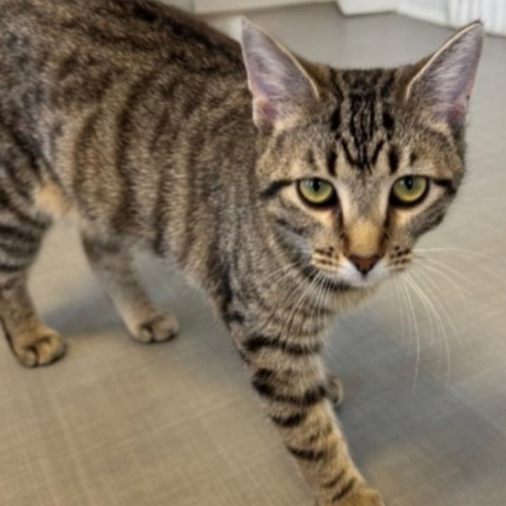 Enlarge Gravy, a Adoptable Domestic Short Hair in Greensburg, PA image 4/5