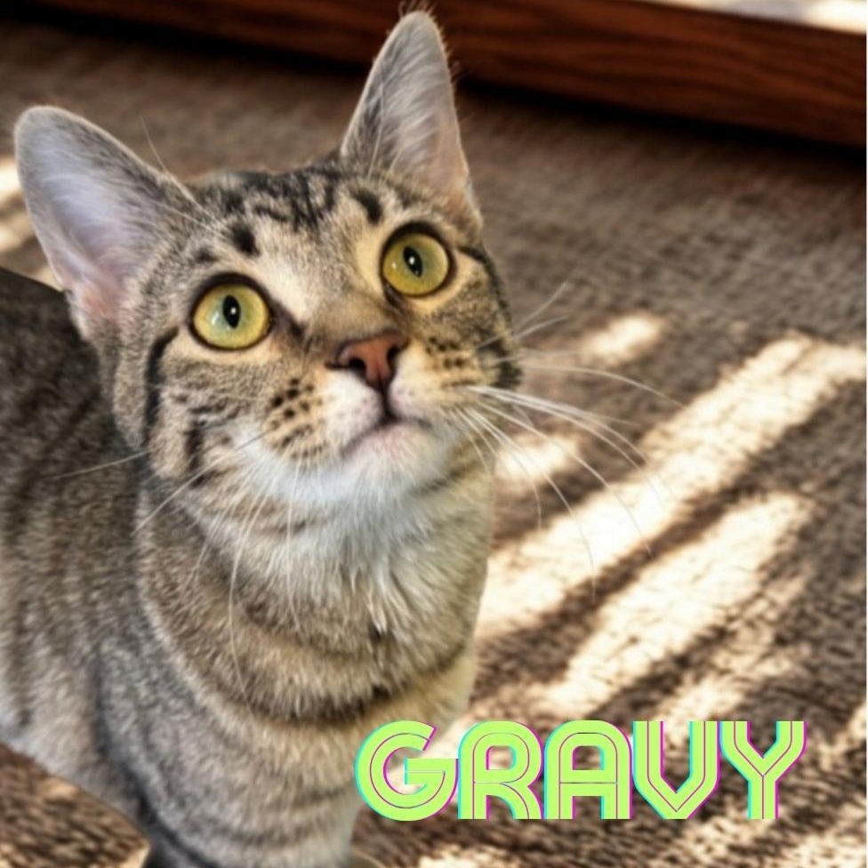 Enlarge Gravy, a Adoptable Domestic Short Hair in Greensburg, PA image 1/5