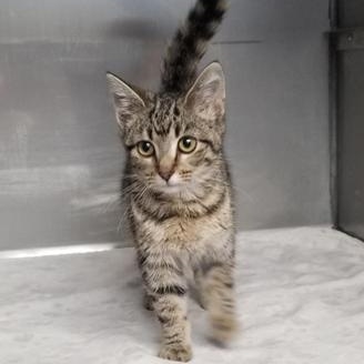 Gravy, Adoptable, Young Female Domestic Short Hair.