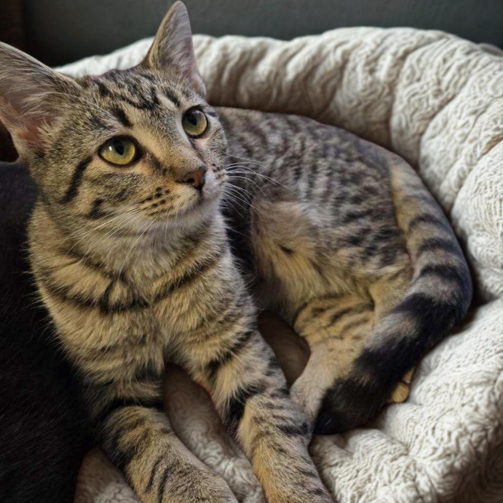 Enlarge Gravy, a Adoptable Domestic Short Hair in Greensburg, PA image 3/5