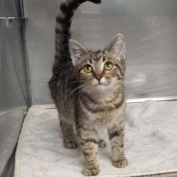 Enlarge Gravy, a Adoptable Domestic Short Hair in Greensburg, PA image 2/2