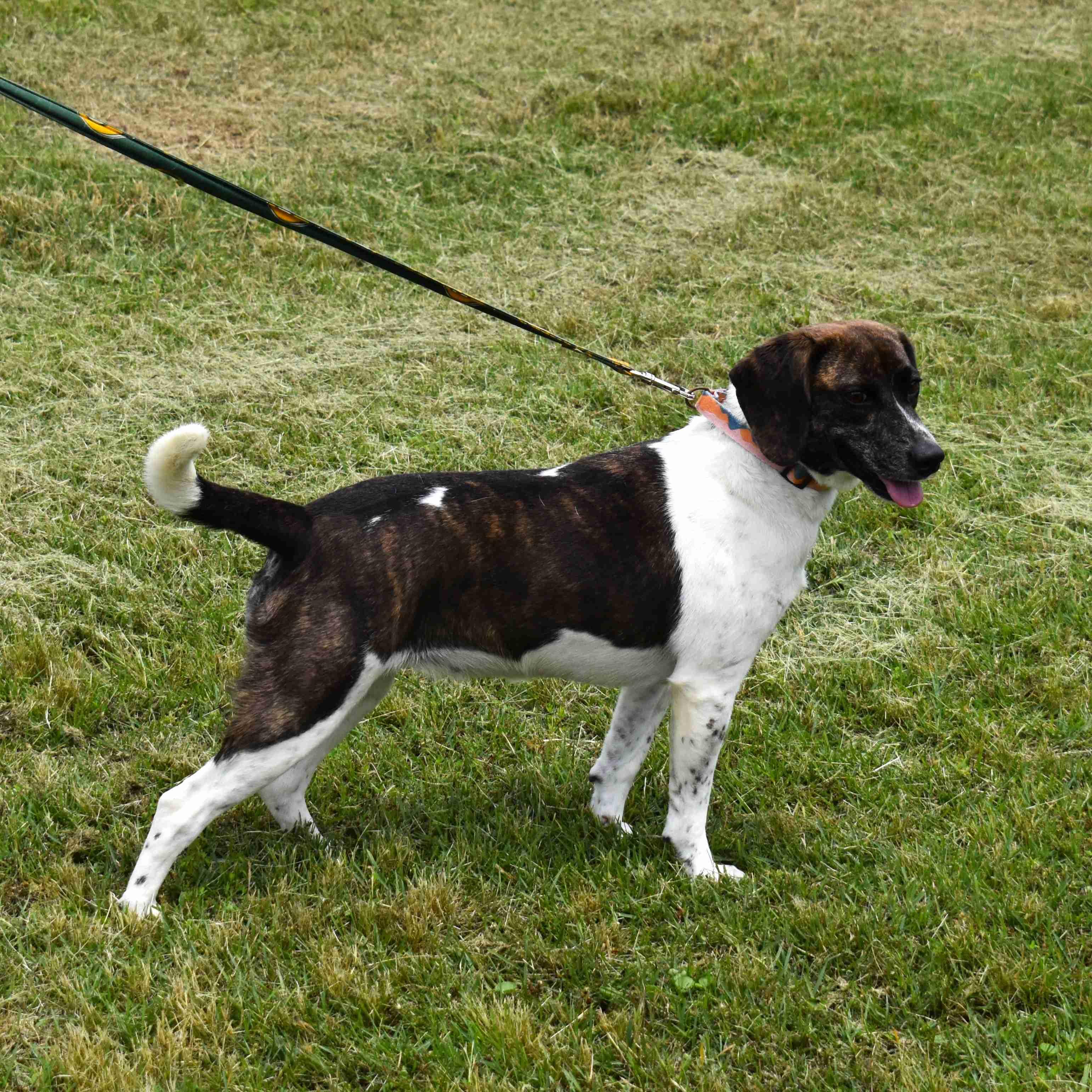 Biscuit, an adopted mixed breed in Searcy, AR image 3/6