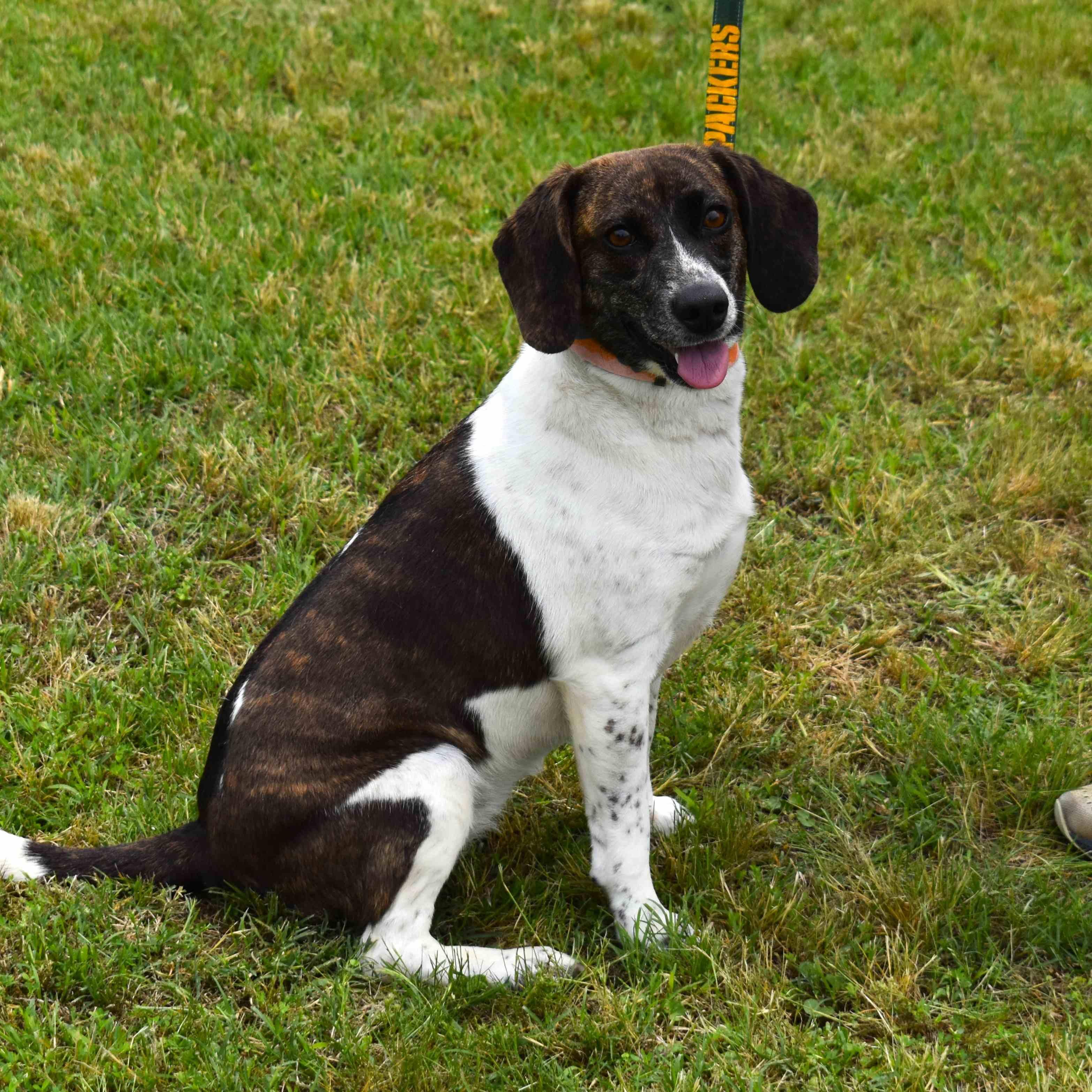 Biscuit, an adopted mixed breed in Searcy, AR image 6/6