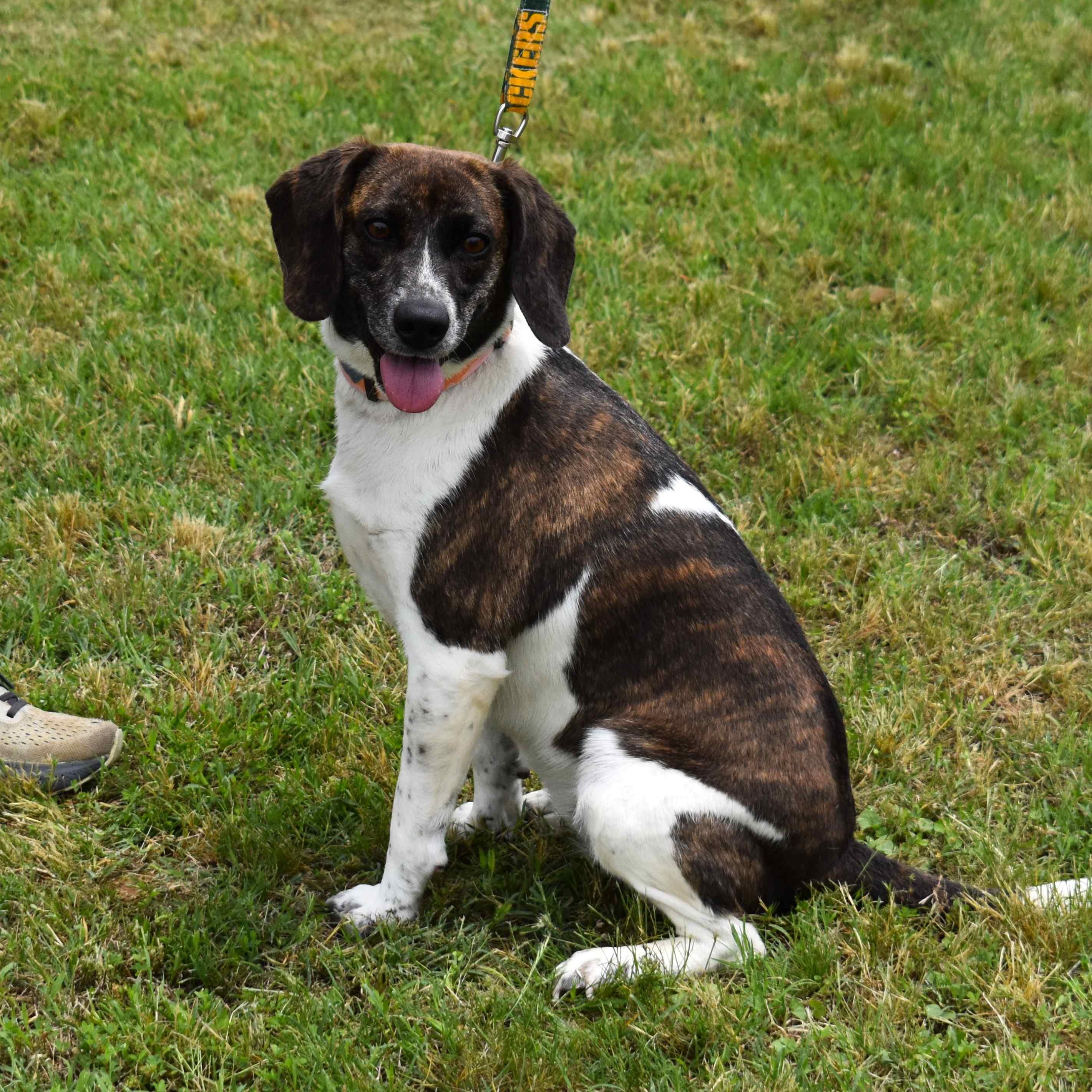 Biscuit, adopted, Adult Female Beagle.