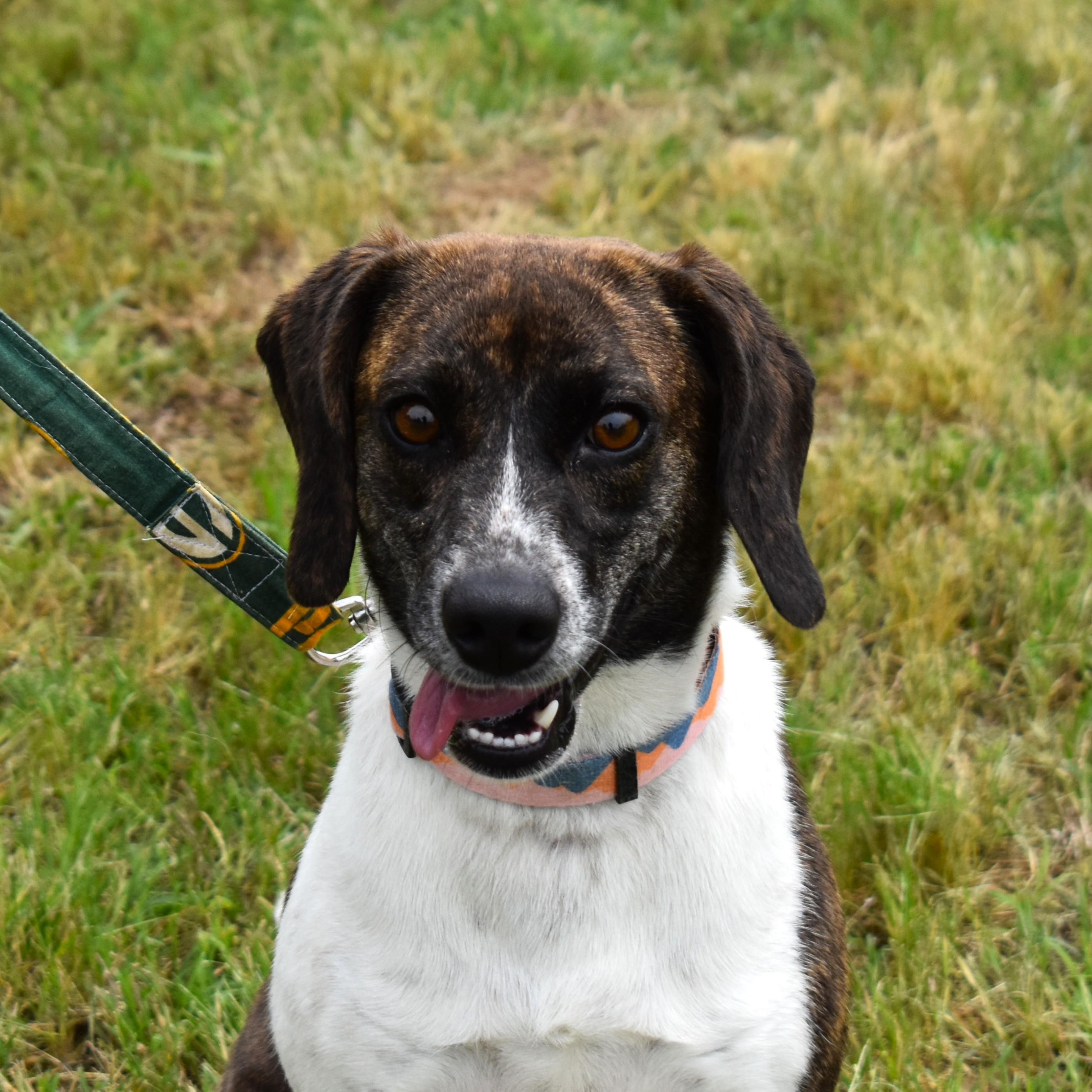 Biscuit, an adopted mixed breed in Searcy, AR image 4/6