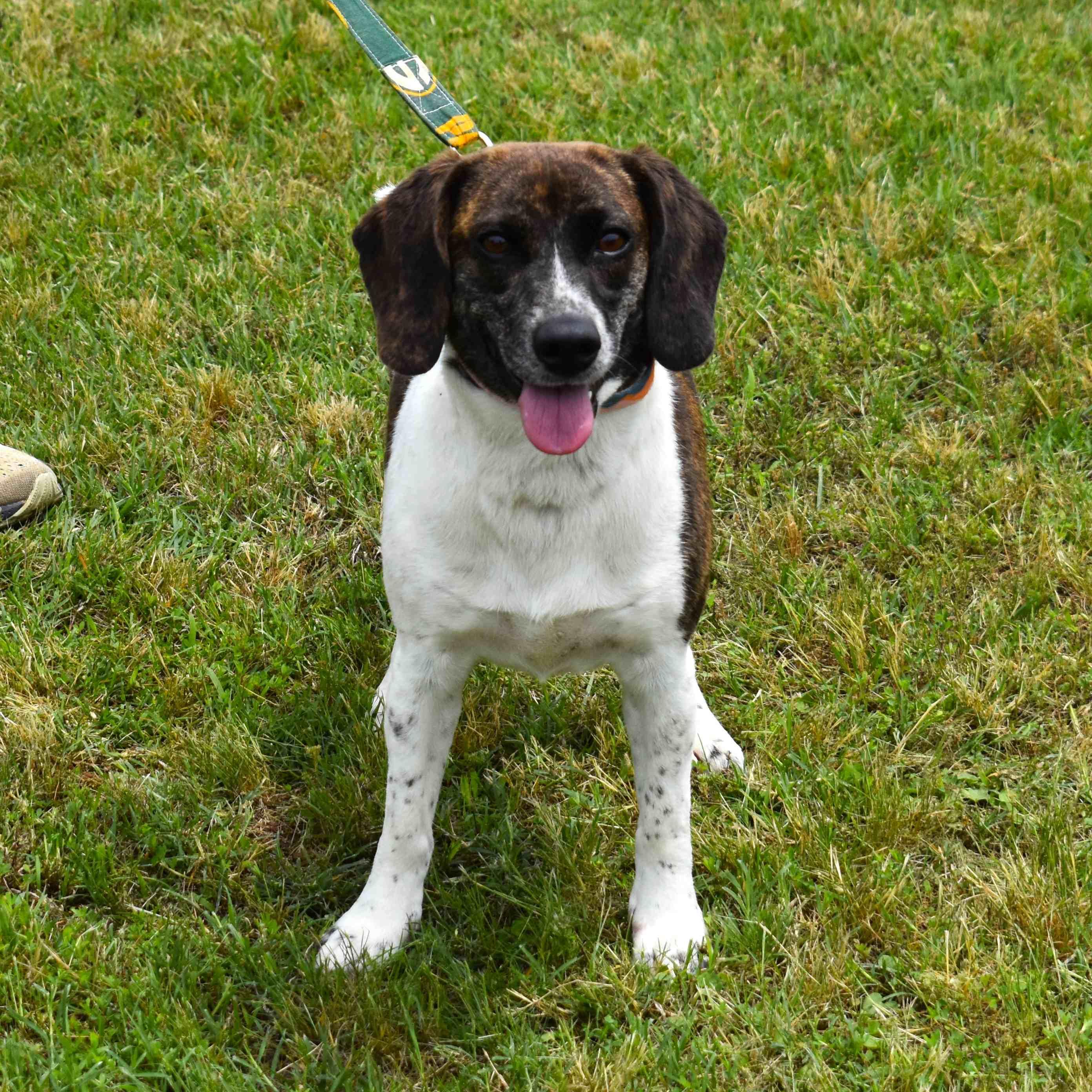 Biscuit, an adopted mixed breed in Searcy, AR image 2/6