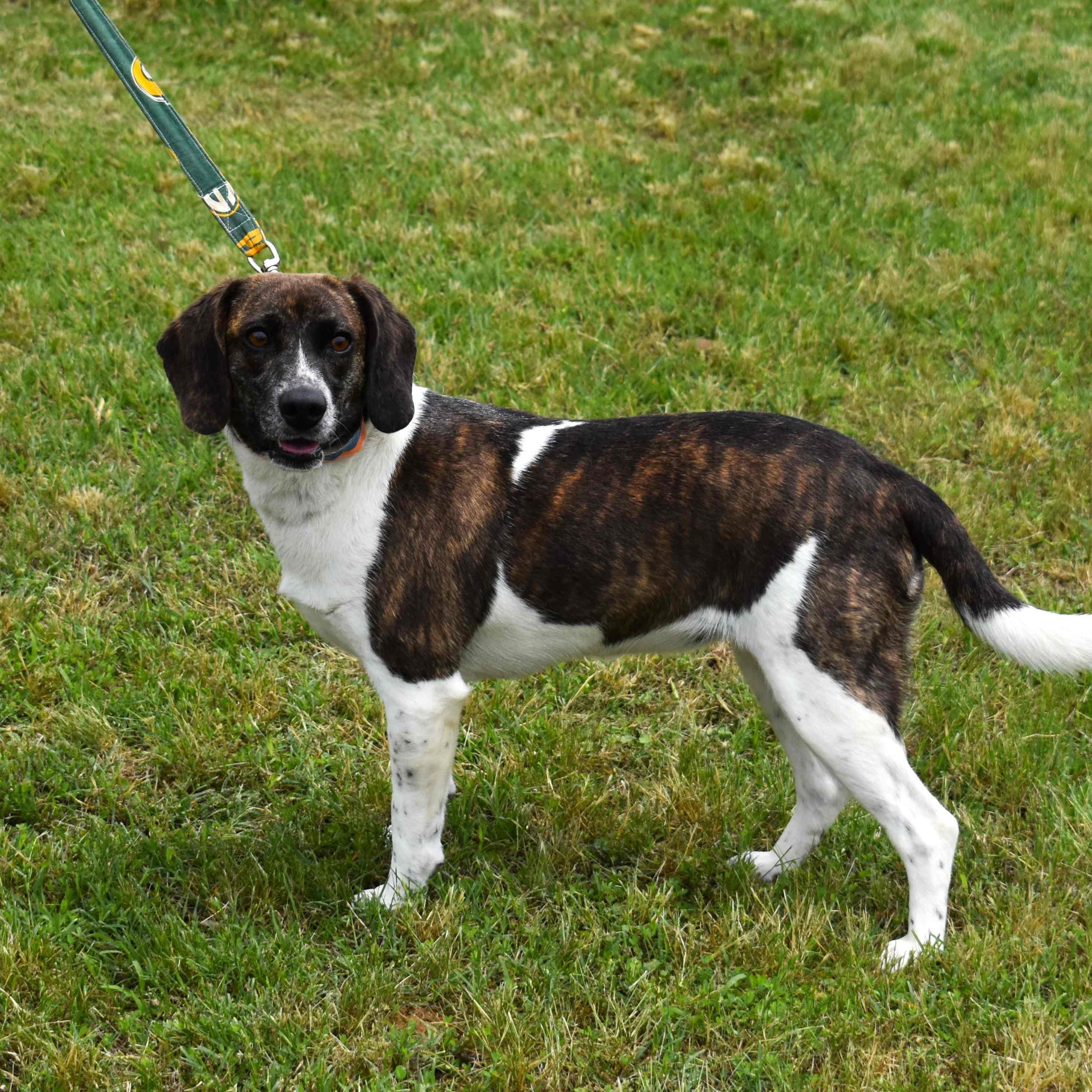 Biscuit, an adopted mixed breed in Searcy, AR image 5/6