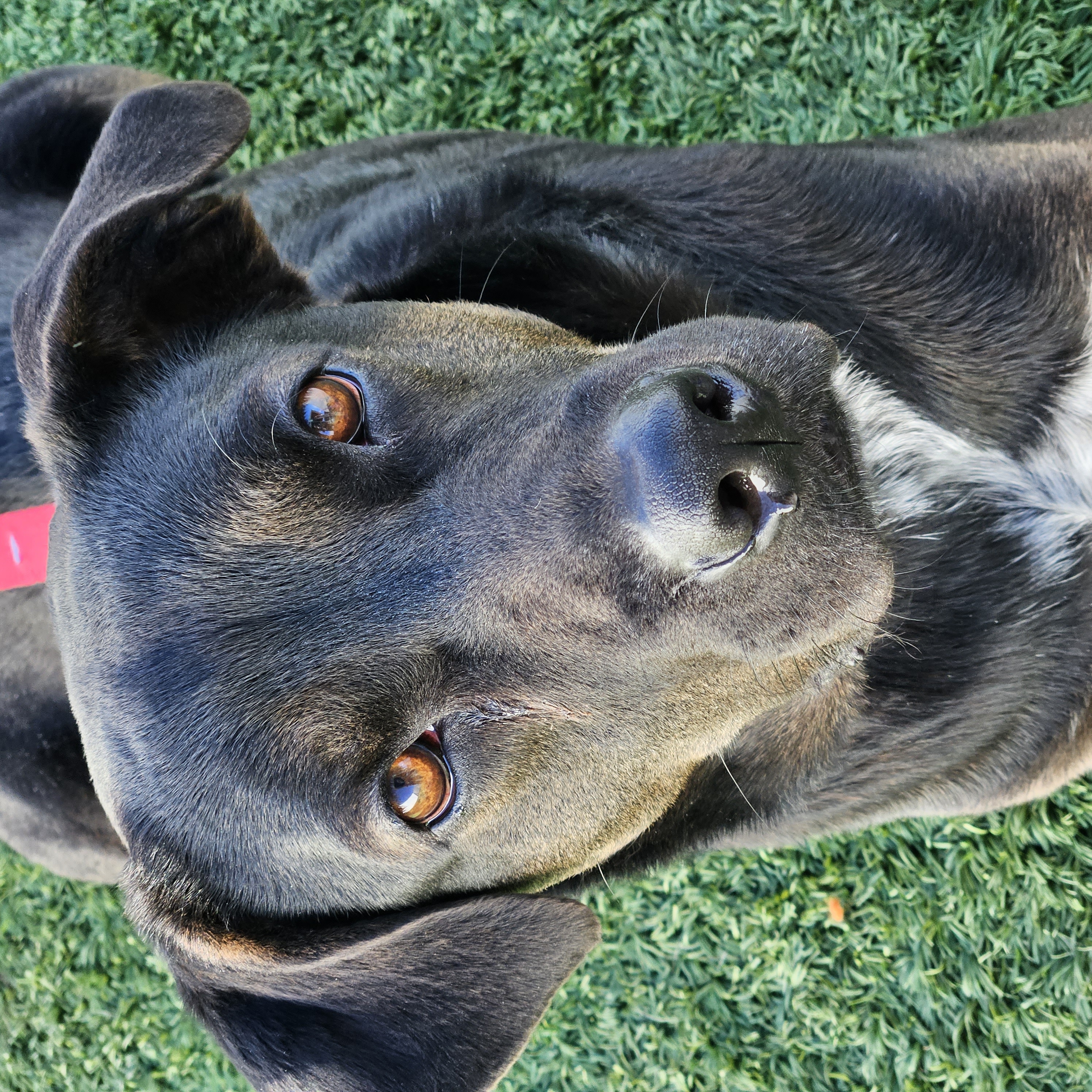 Enlarge Davis, a Adoptable Retriever in Downers Grove, IL image 2/5