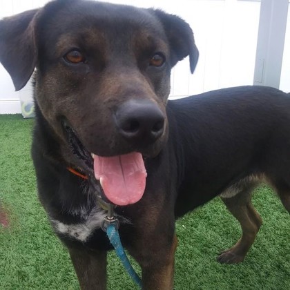 Enlarge Davis, a Adoptable Retriever in Downers Grove, IL image 4/5