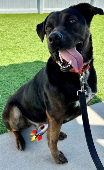 Enlarge Davis, a Adoptable Retriever in Downers Grove, IL image 5/5