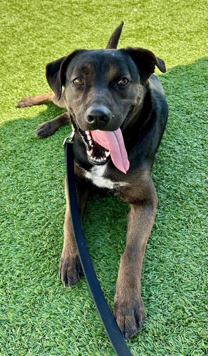 Enlarge Davis, a Adoptable Retriever in Downers Grove, IL image 1/5