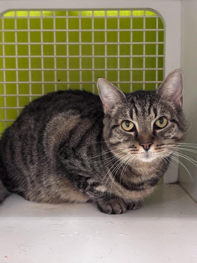 Maya, Adoptable, Adult Female Domestic Short Hair.