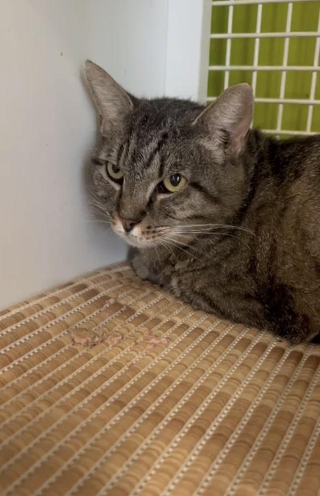 Maya, Adoptable, Adult Female Domestic Short Hair.