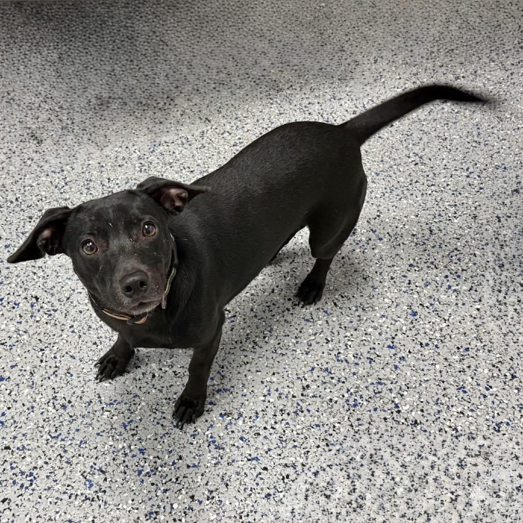 Mikey, ADOPTABLE, Adult Male Dachshund.