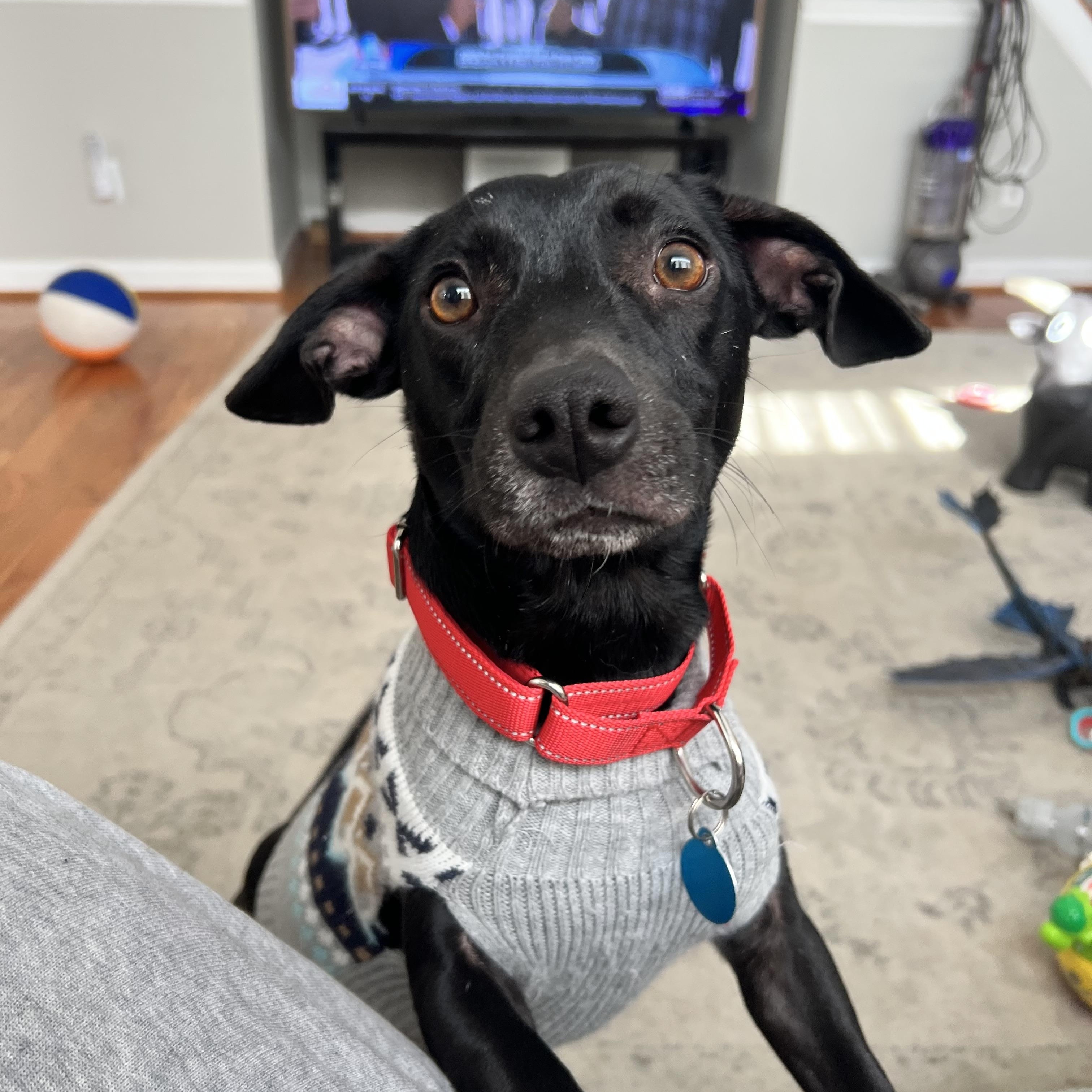 Enlarge Mikey, a ADOPTABLE mixed breed in Hughesville, MD image 4/6