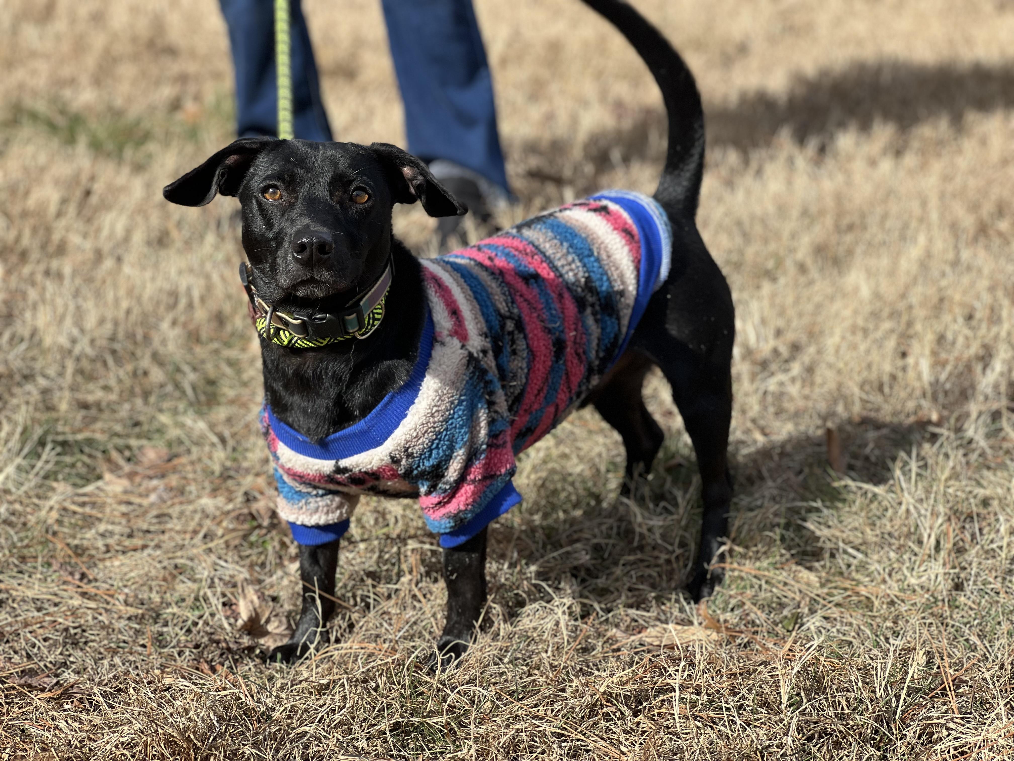Mikey, ADOPTABLE, Adult Male Dachshund.