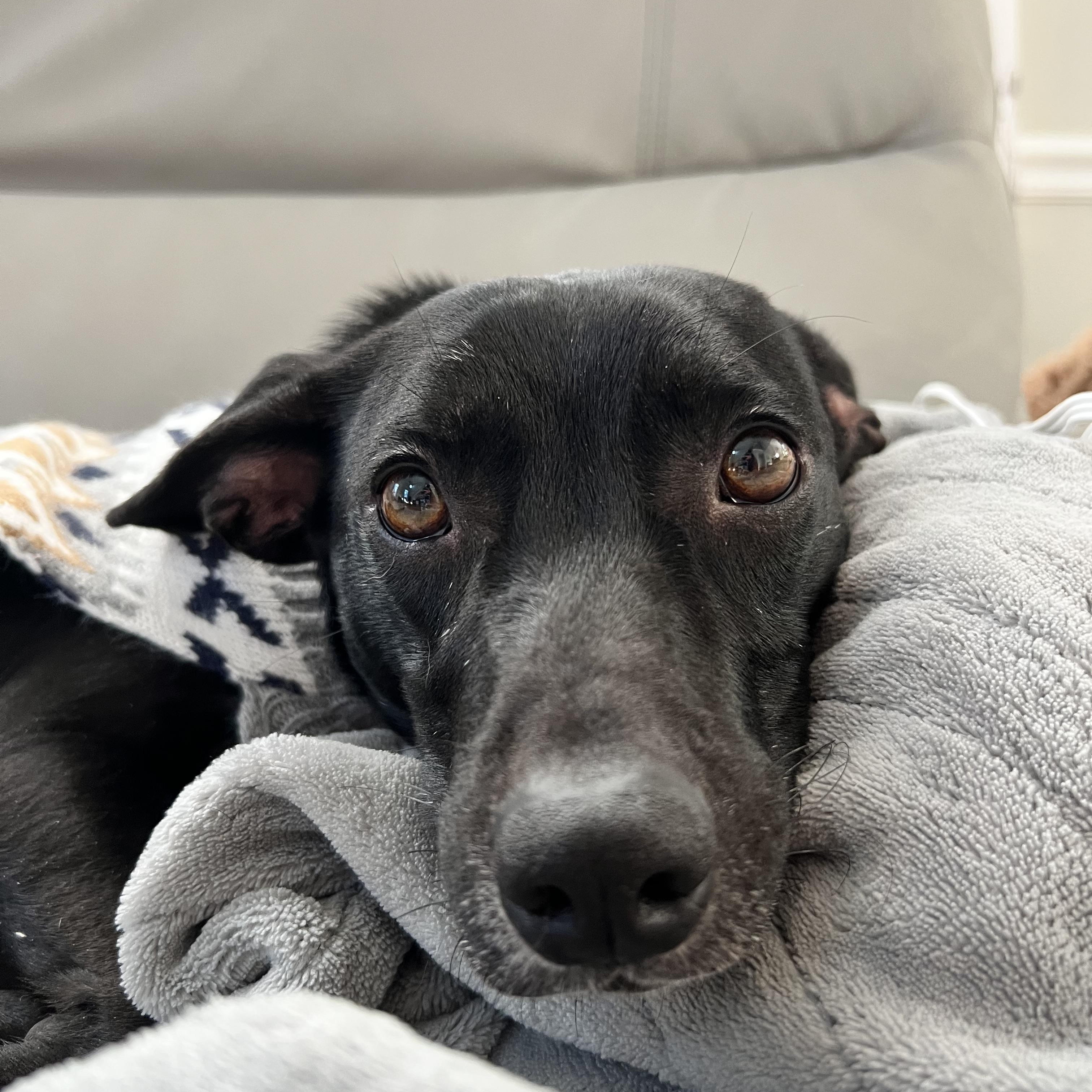 Enlarge Mikey, a ADOPTABLE mixed breed in Hughesville, MD image 6/6