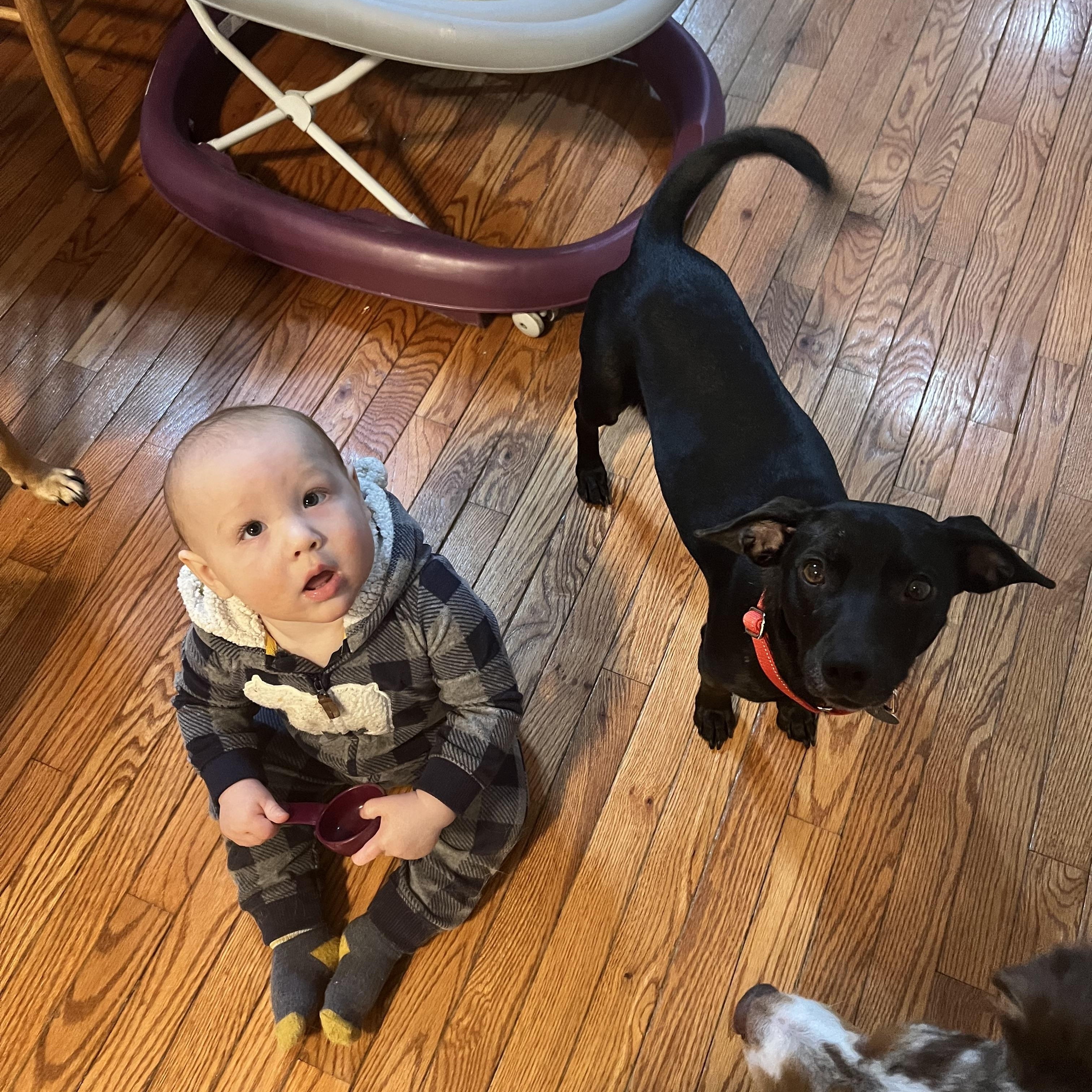 Enlarge Mikey, a ADOPTABLE mixed breed in Hughesville, MD image 3/6