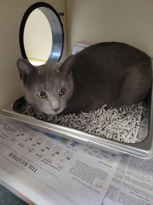 Michi Mom, Adoptable, Adult Female Domestic Short Hair & Domestic Short Hair.