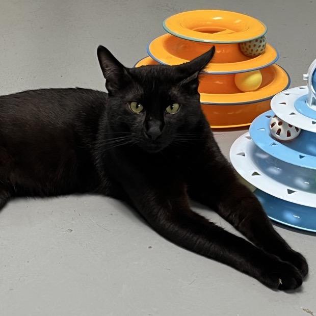 Loki, Adoptable, Young Male Domestic Short Hair.