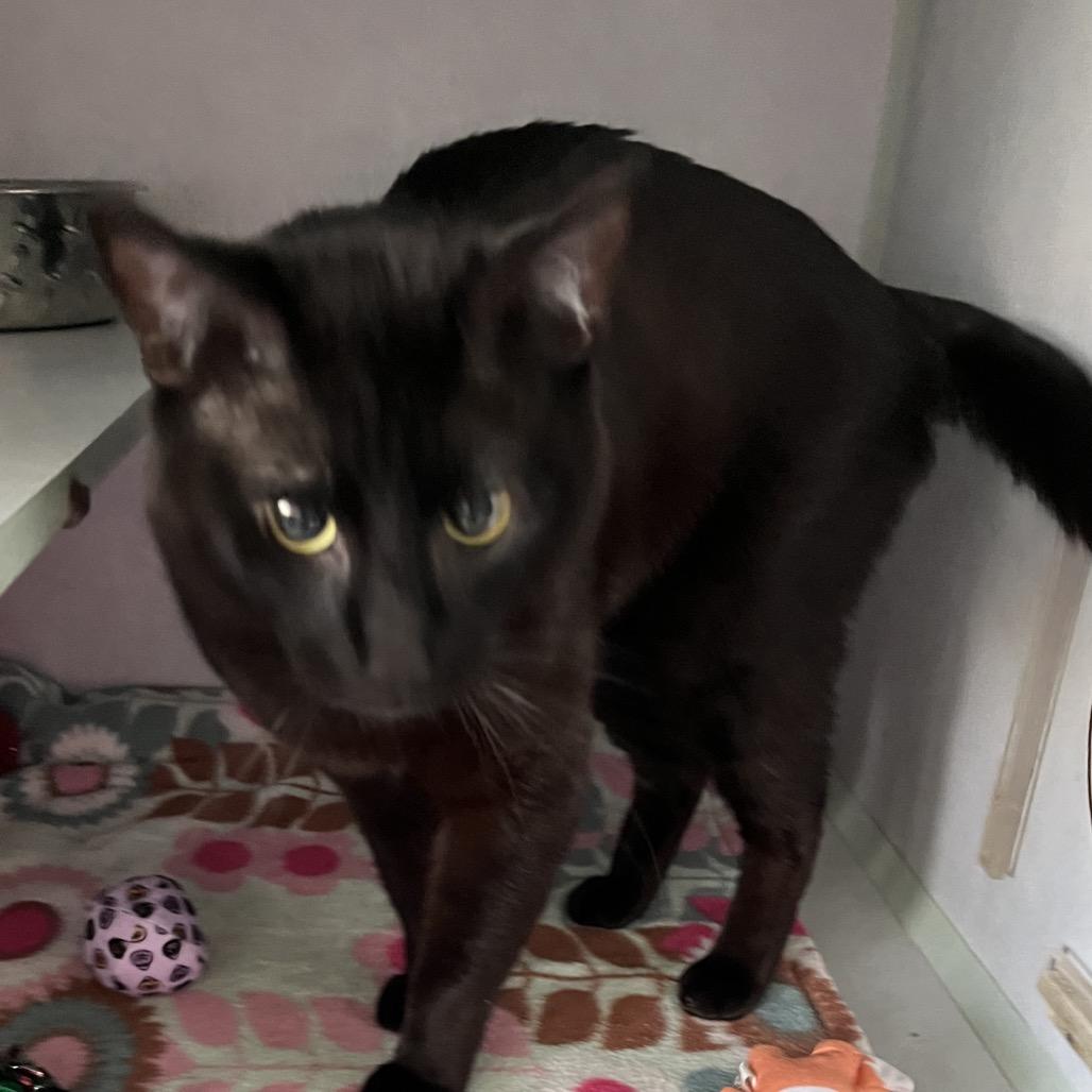 Enlarge Loki, a Adoptable Domestic Short Hair in Sarasota, FL image 2/3