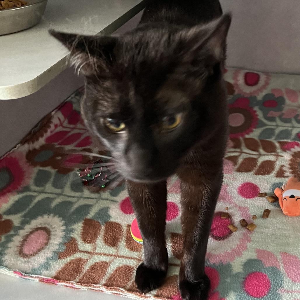 Enlarge Loki, a Adoptable Domestic Short Hair in Sarasota, FL image 3/3