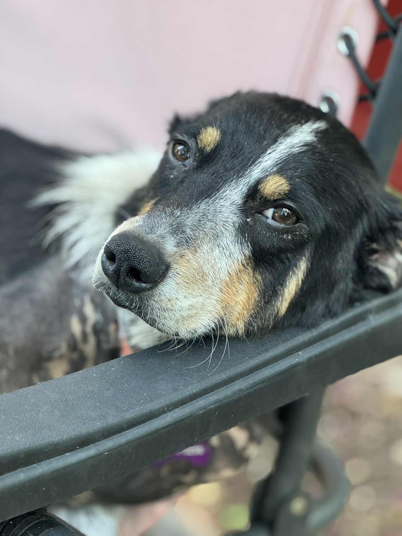 Tulip, Adult Female Labrador Retriever