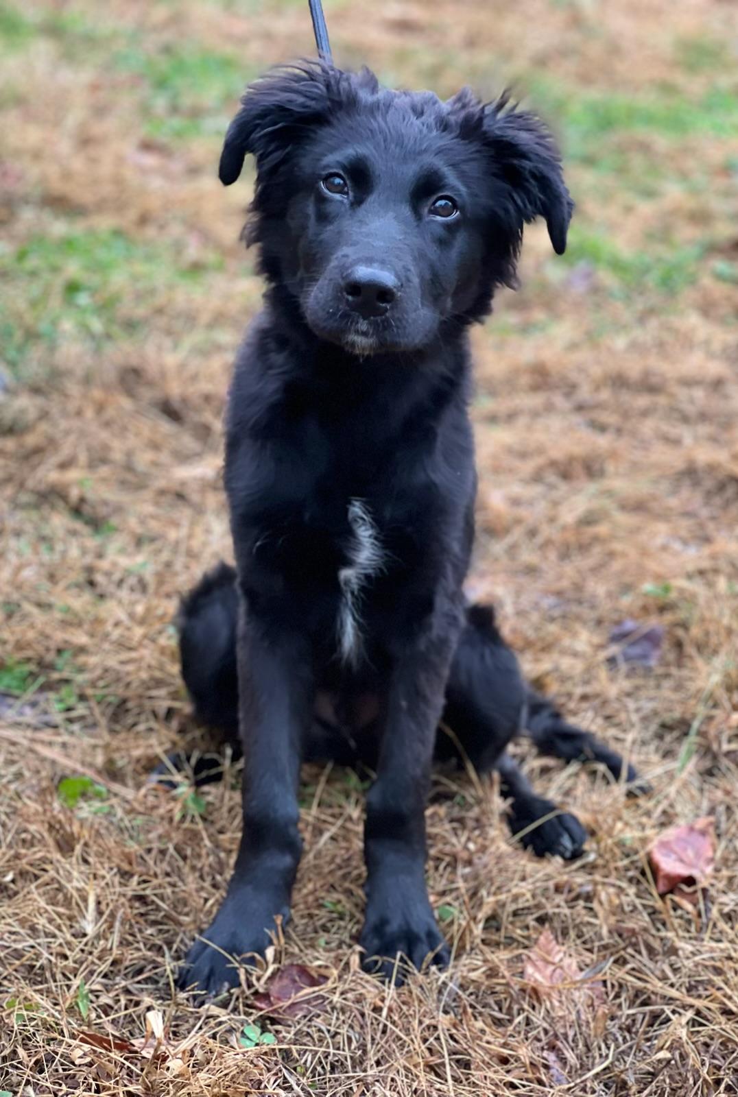 Tux, an adopted Retriever in Hughesville, MD image 3/4