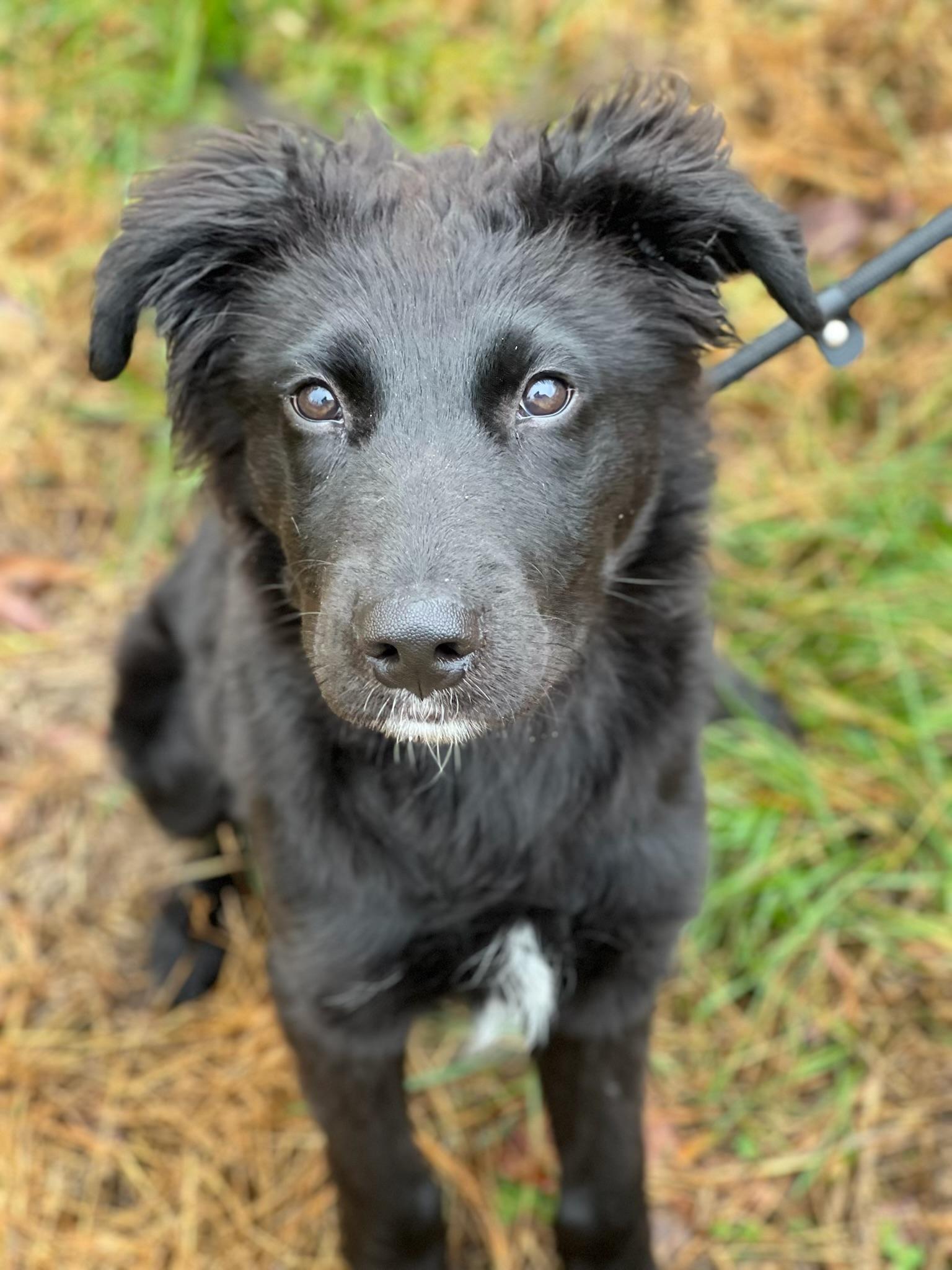 Tux, an adopted Retriever in Hughesville, MD image 4/4