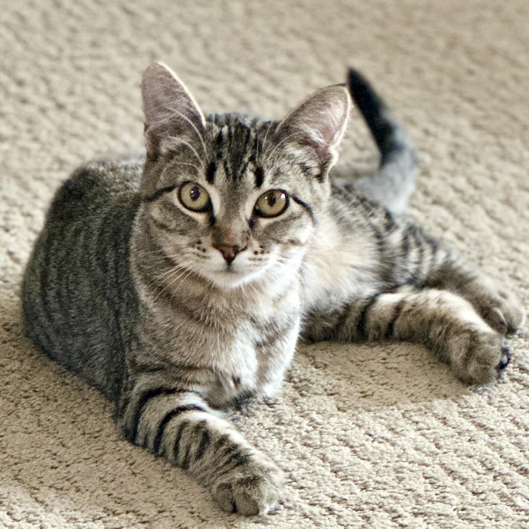 Lea, Adoptable, Young Female Domestic Short Hair.