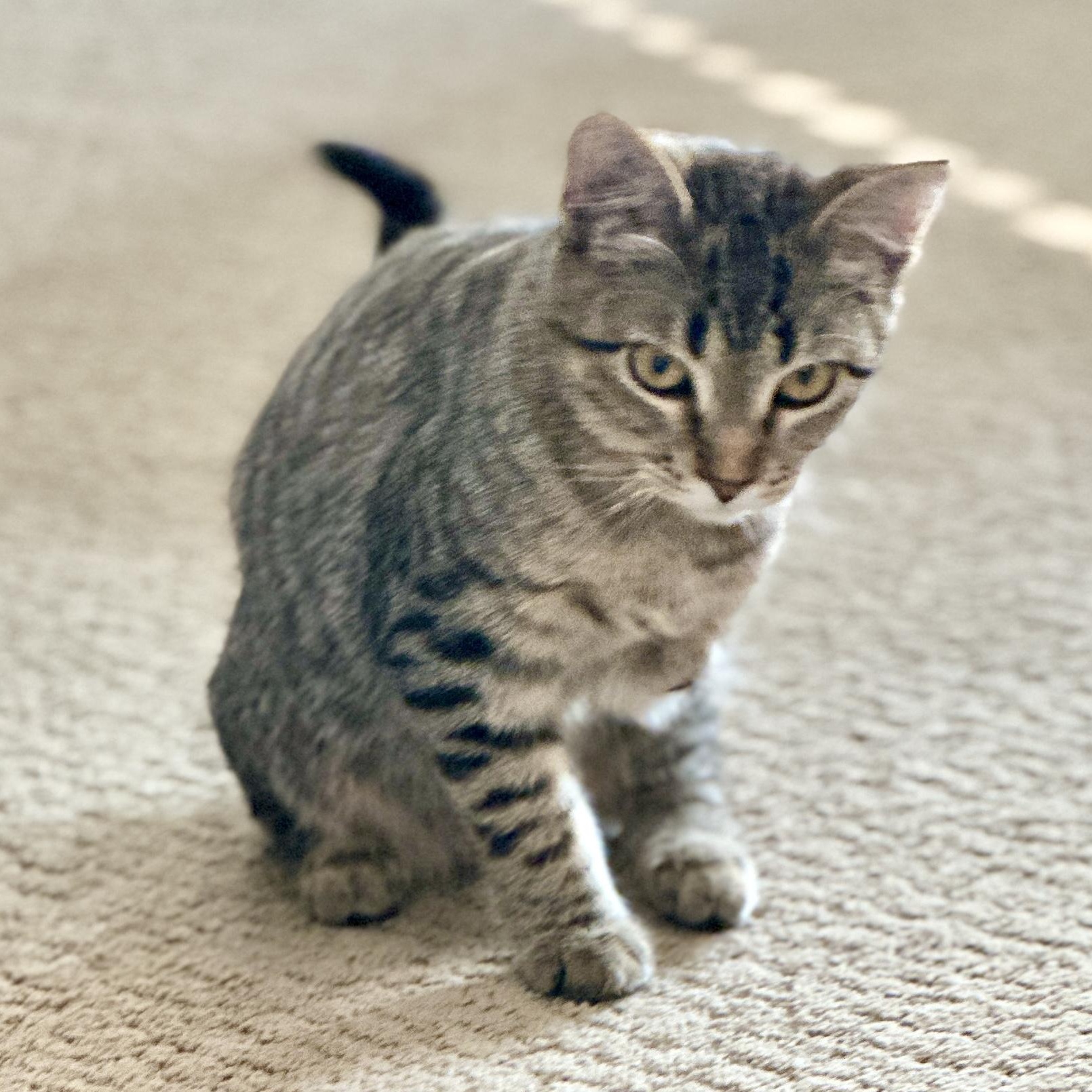 Enlarge Lea, a Adoptable mixed breed in Ellensburg, WA image 2/6