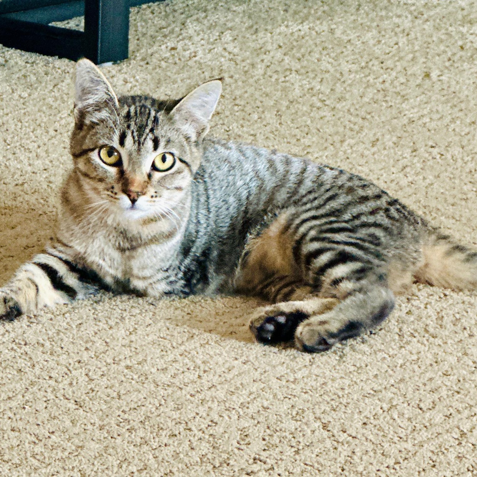 Enlarge Lea, a Adoptable mixed breed in Ellensburg, WA image 3/6