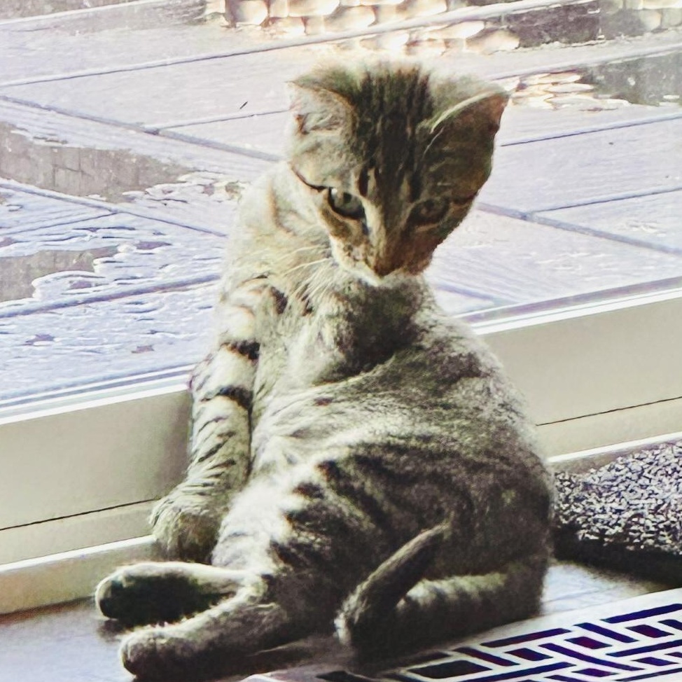 Enlarge Lea, a Adoptable mixed breed in Ellensburg, WA image 4/6