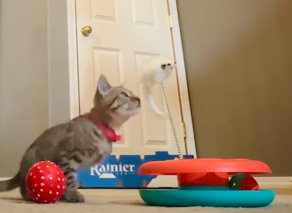 Enlarge Lea, a Adoptable mixed breed in Ellensburg, WA video 6/6