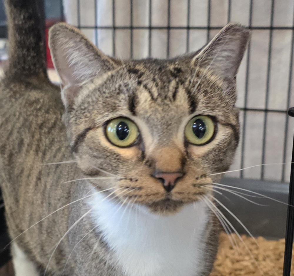 Enlarge Reyna, a Adoptable mixed breed in Southbury, CT image 1/3