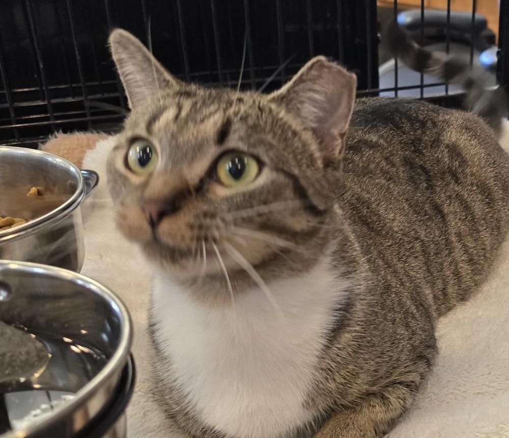 Enlarge Reyna, a Adoptable mixed breed in Southbury, CT image 2/3