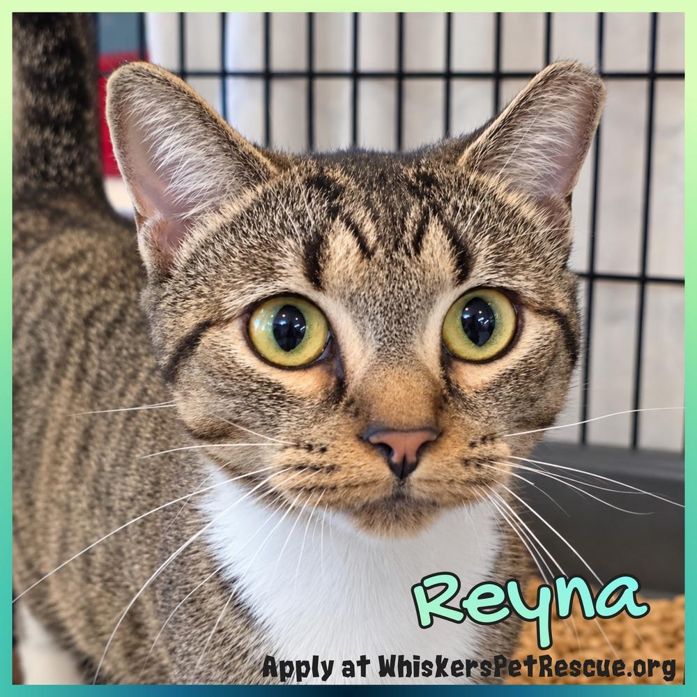 Enlarge Reyna, a Adoptable mixed breed in Southbury, CT image 3/3