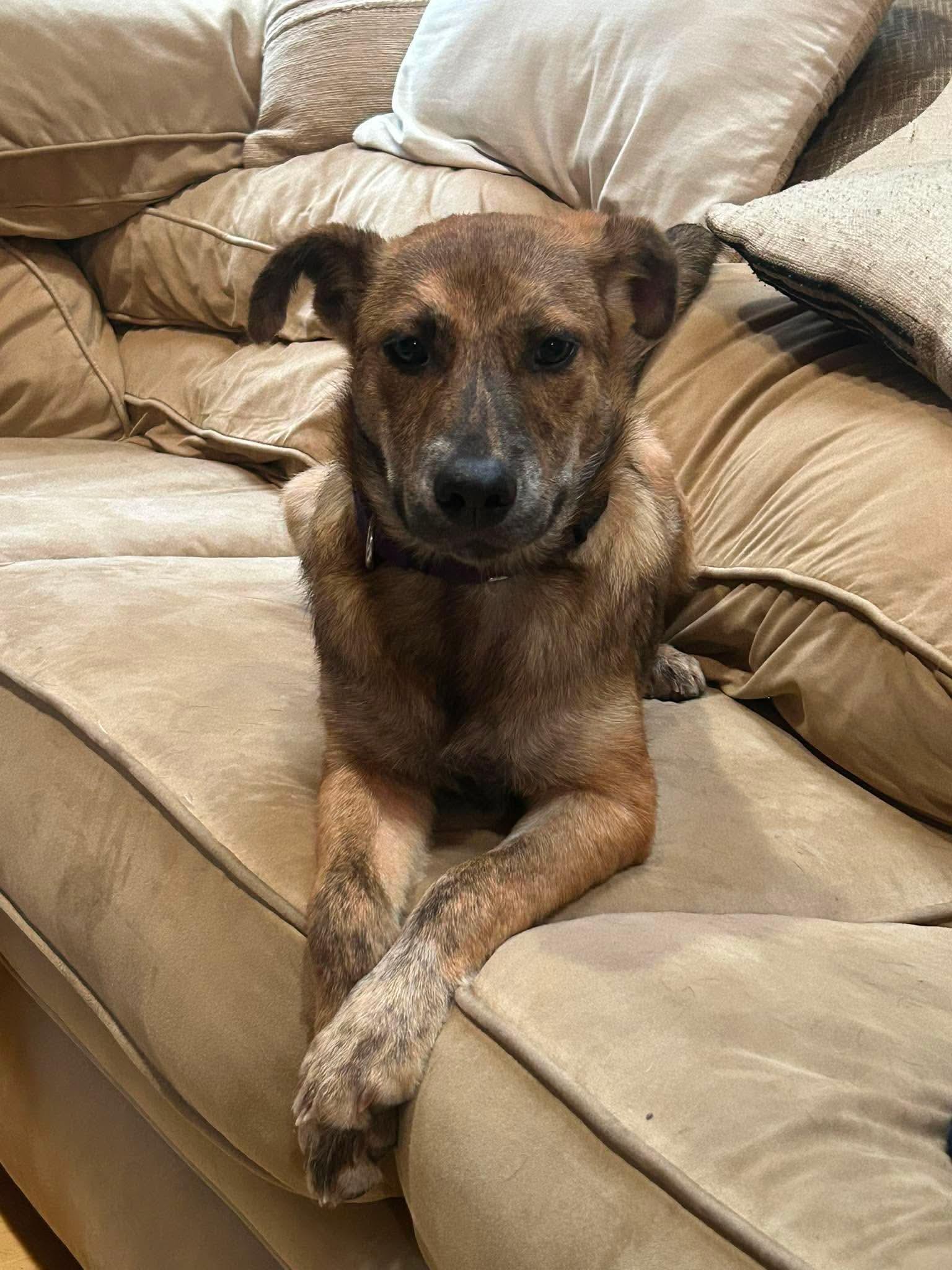 Angie, ADOPTABLE, Puppy Female Shepherd.