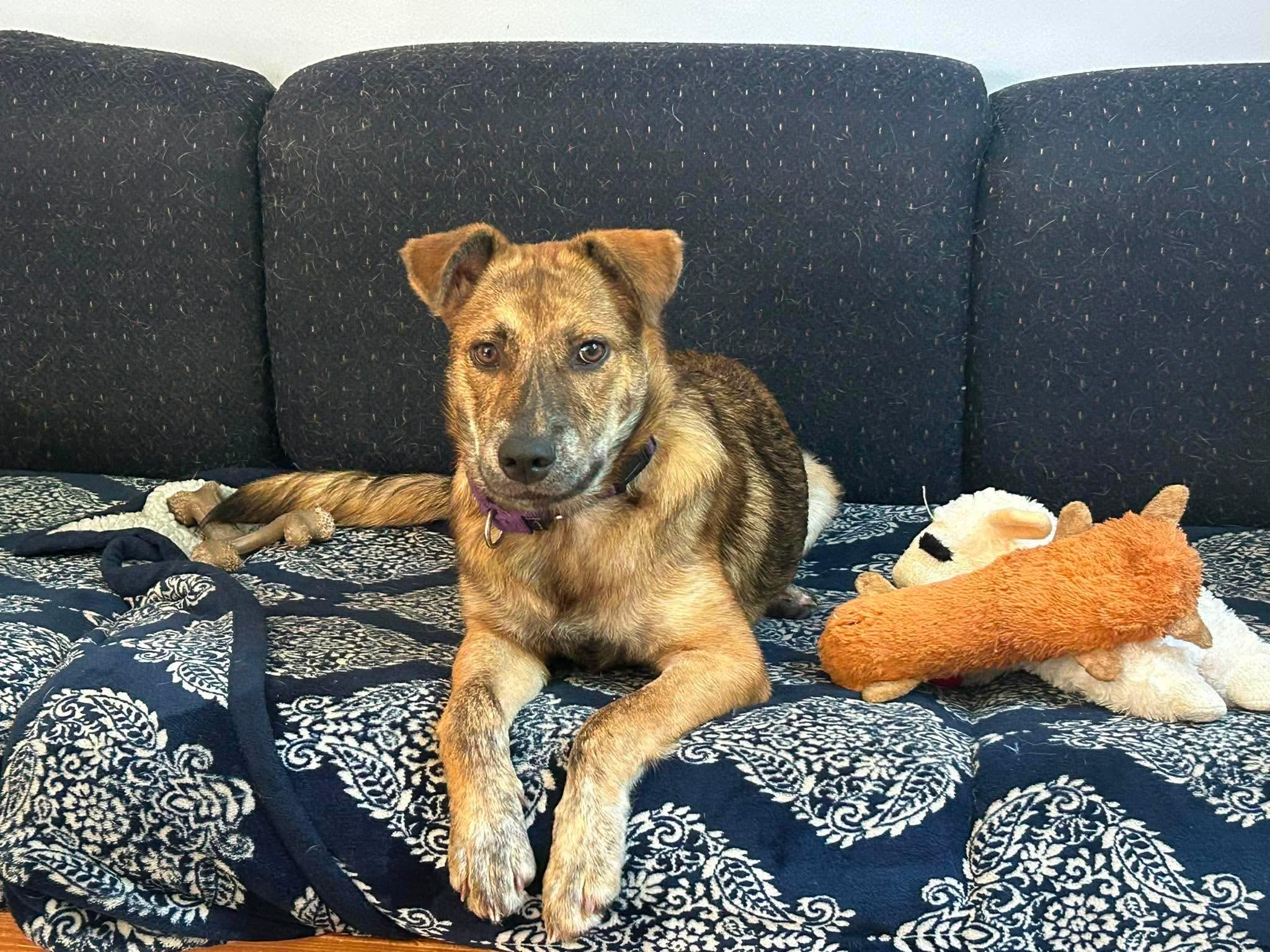Angie, a ADOPTABLE mixed breed in Billerica, MA image 5/6