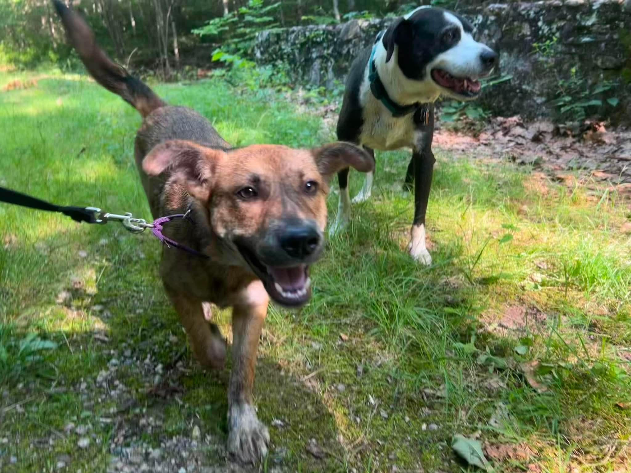 Angie, a ADOPTABLE mixed breed in Billerica, MA image 2/6