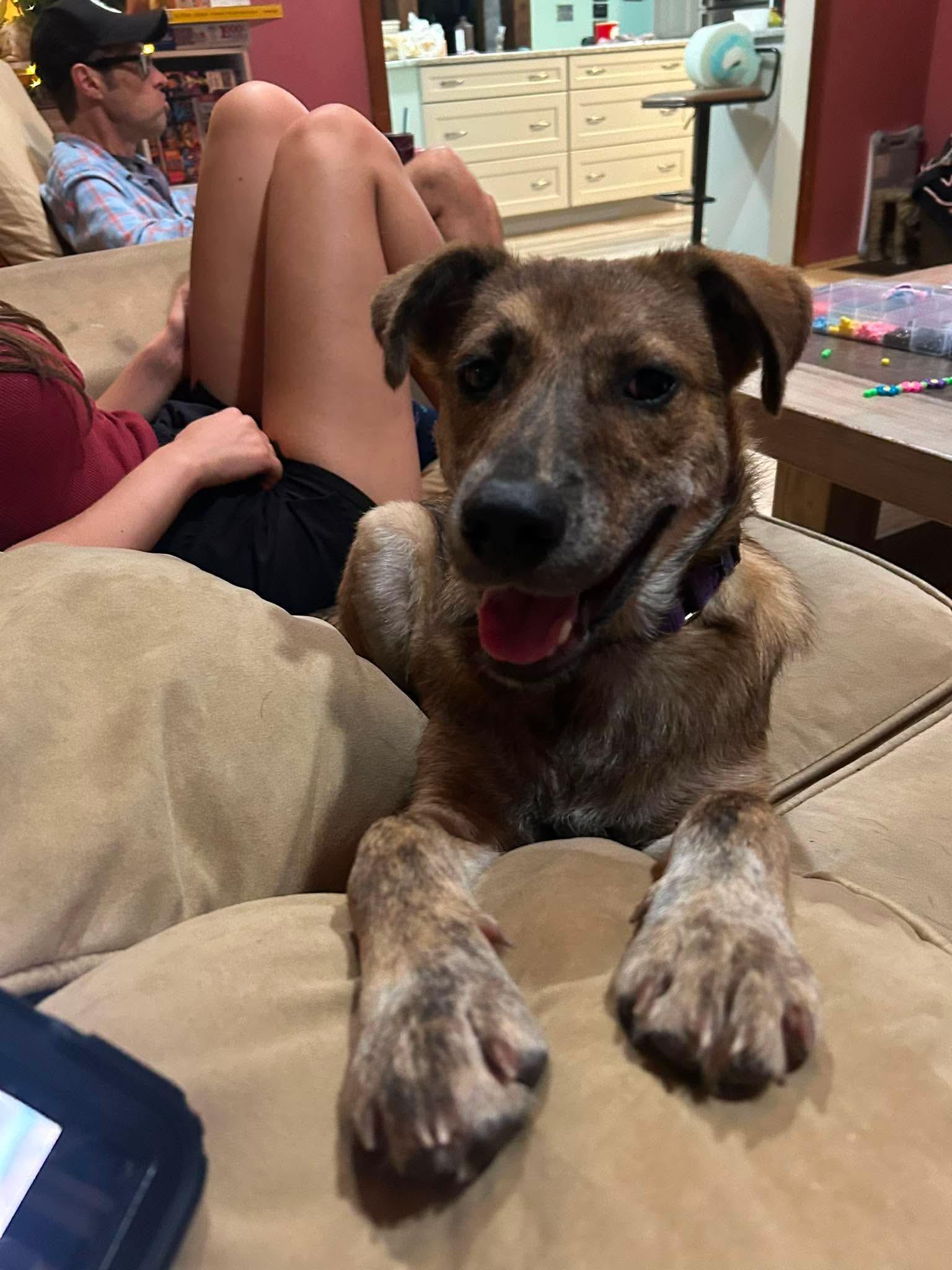 Angie, a ADOPTABLE mixed breed in Billerica, MA image 3/6