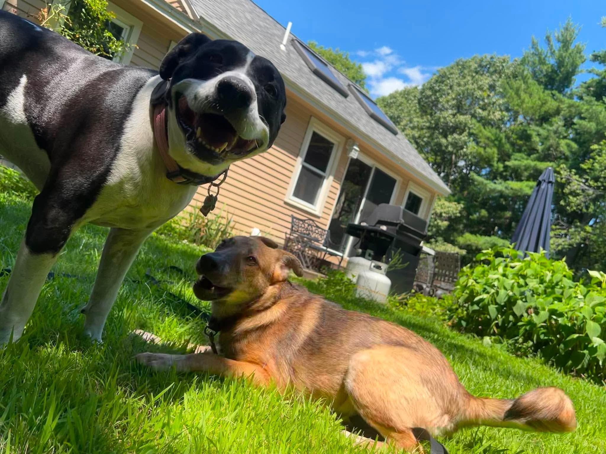 Angie, a ADOPTABLE mixed breed in Billerica, MA image 6/6