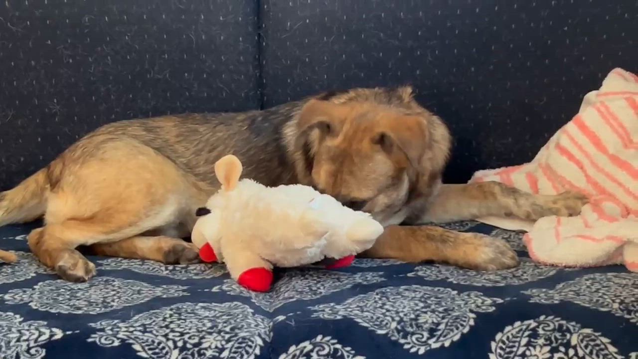 Enlarge Angie, a ADOPTABLE mixed breed in Billerica, MA video 4/6