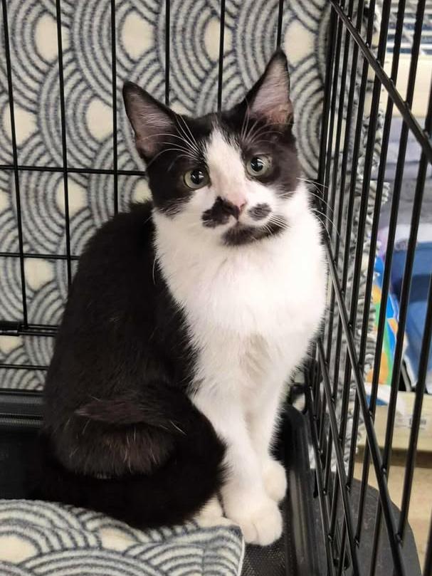 Kitt, adopted, Kitten Male Domestic Medium Hair.