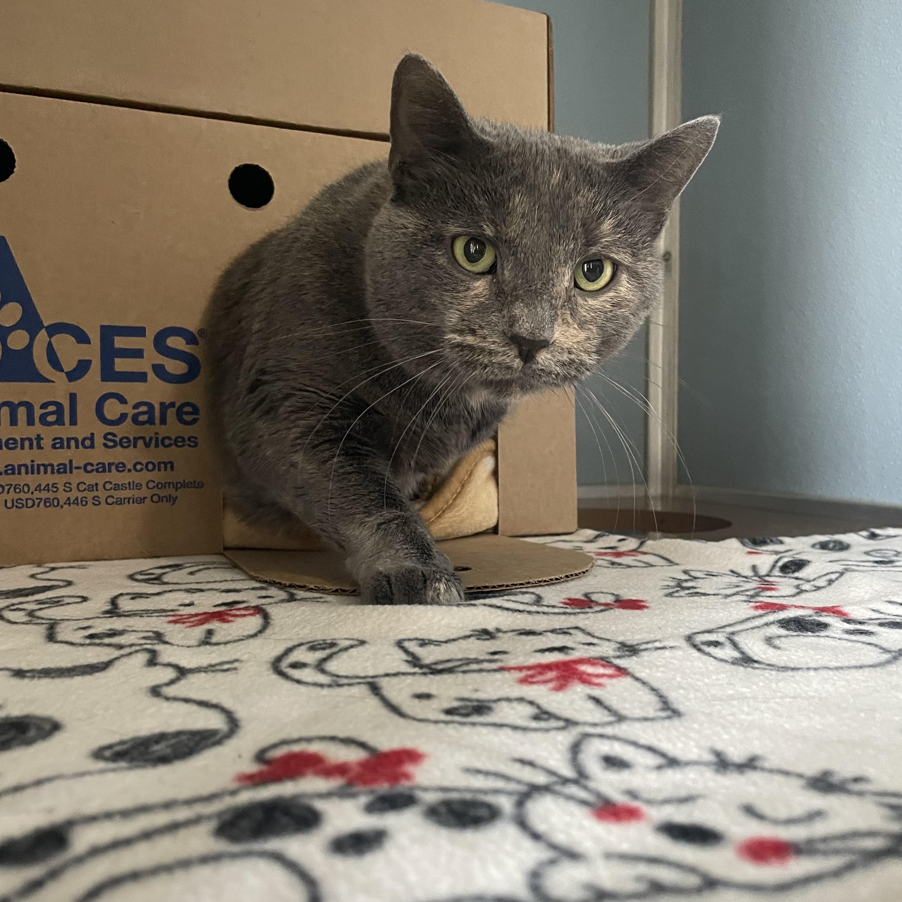Enlarge Millie, a Adoptable Domestic Short Hair in Renfrew, PA image 3/4