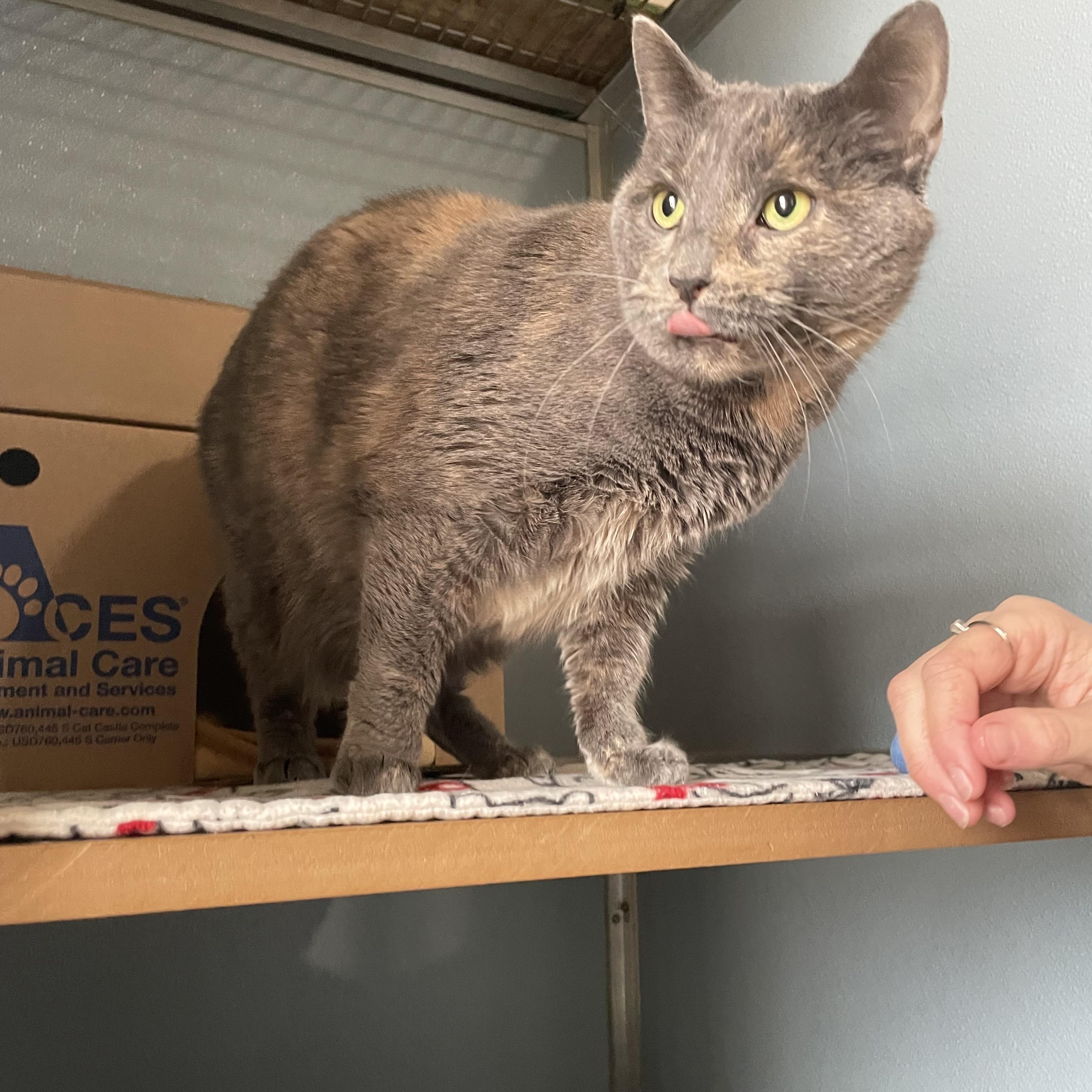 Enlarge Millie, a Adoptable Domestic Short Hair in Renfrew, PA image 2/4