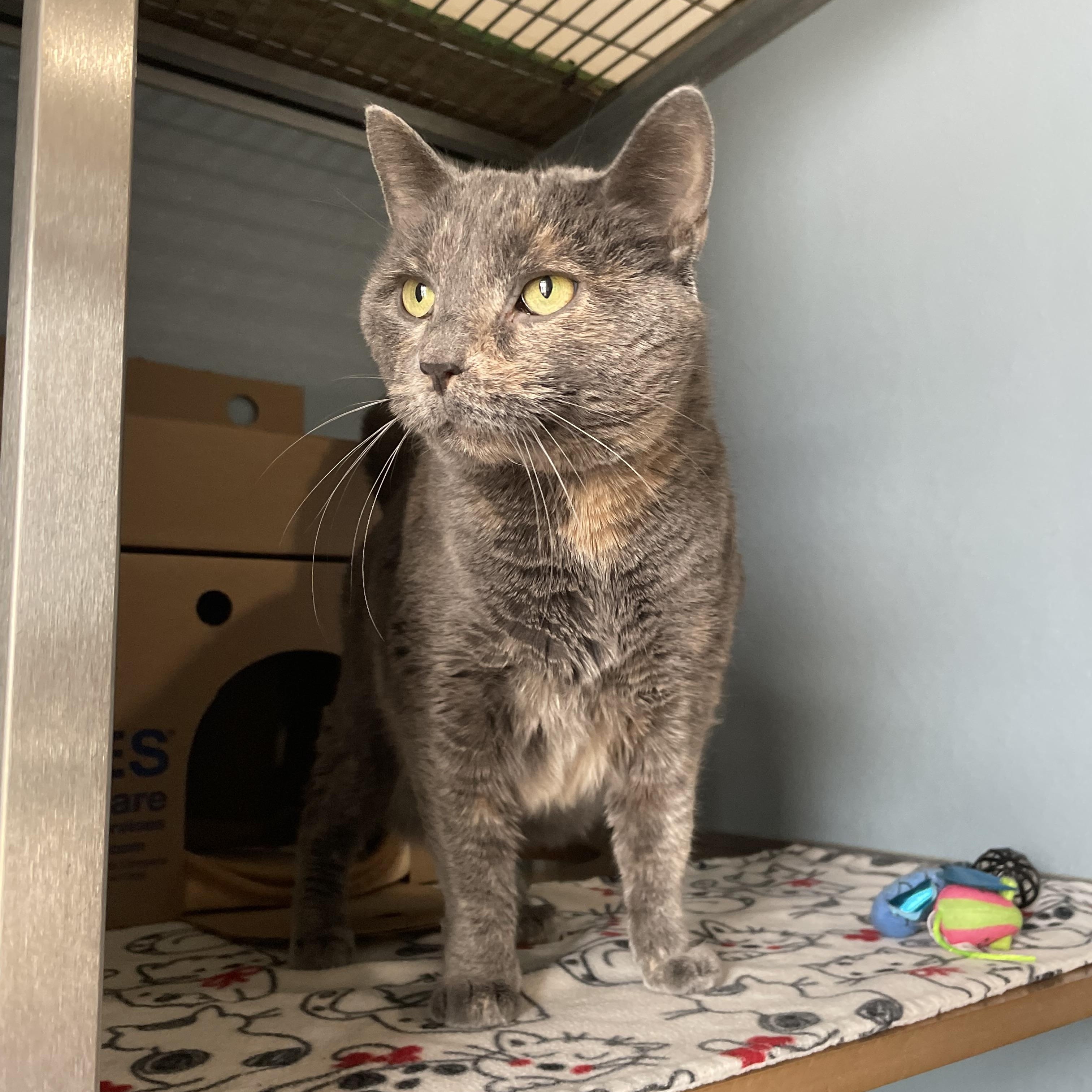 Enlarge Millie, a Adoptable Domestic Short Hair in Renfrew, PA image 4/4