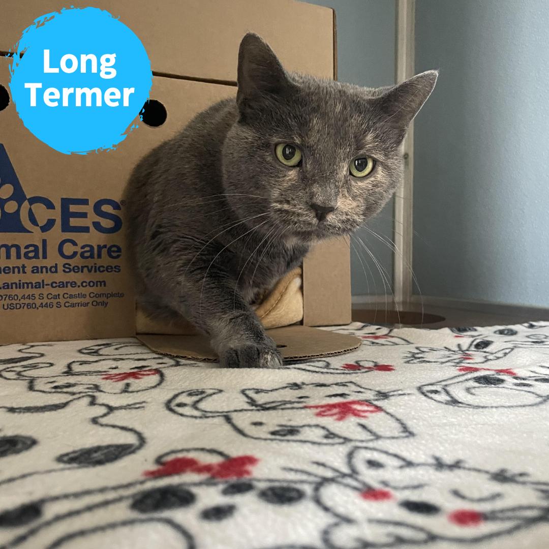 Millie, Adoptable, Adult Female Domestic Short Hair.